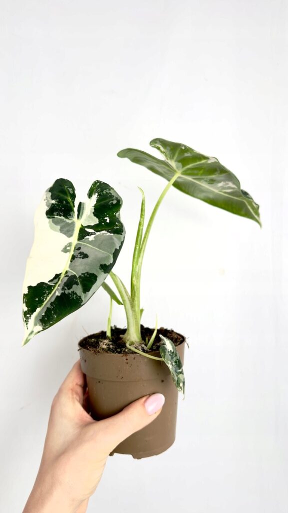Alocasia Frydek Variegata roślina doniczkowa o aksamitnych liściach z białą wariegacją