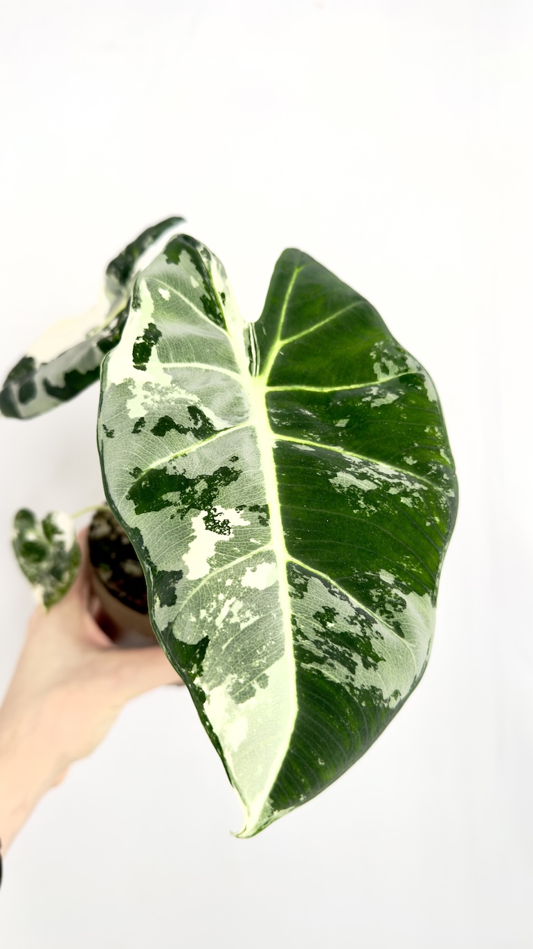Alocasia Frydek Variegata