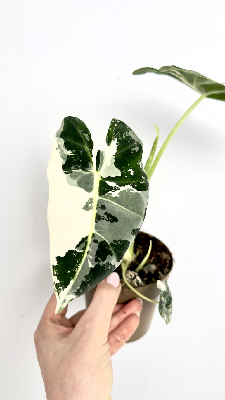 Alocasia Frydek Variegata