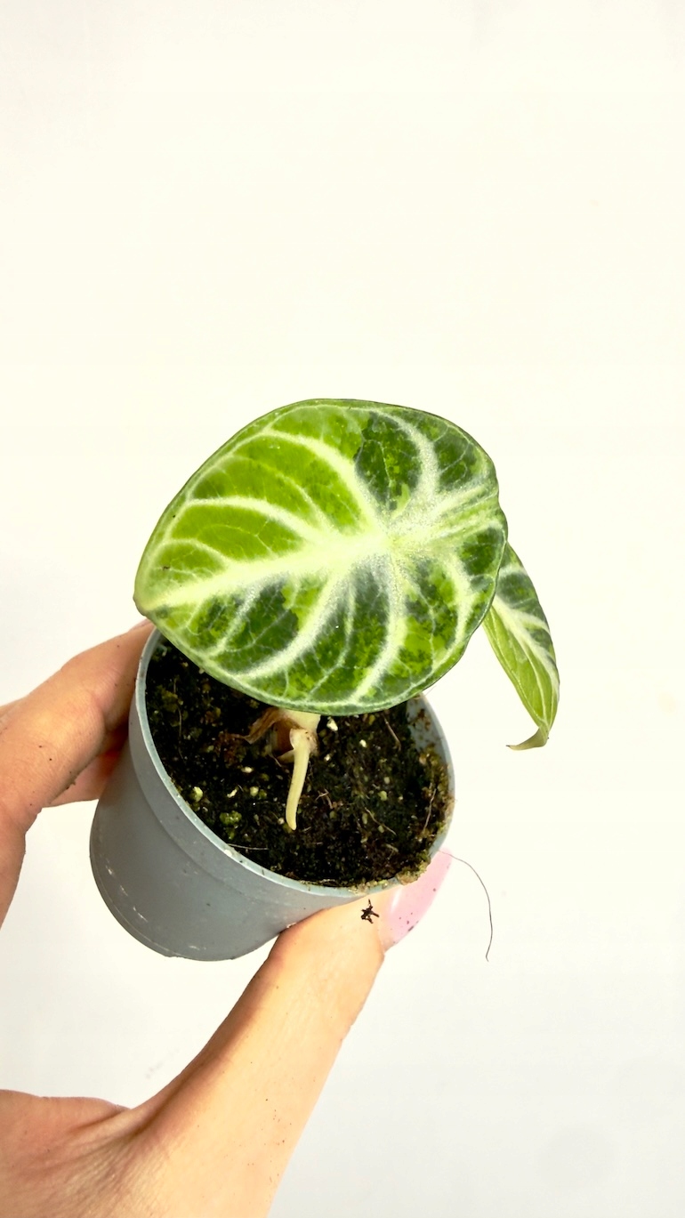 Alocasia Ninja Variegata 6/12cm