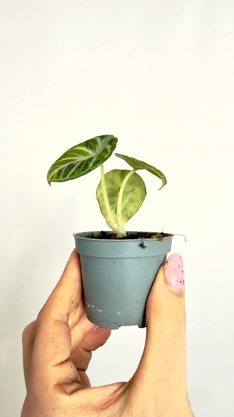 Alocasia Ninja Variegata 6/12cm