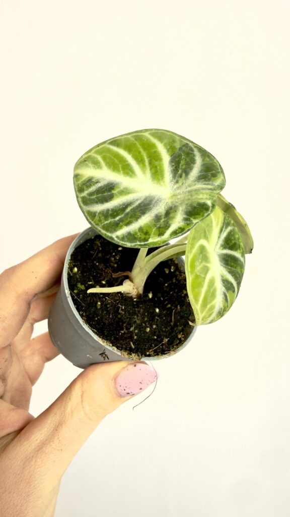 Alocasia Ninja Variegata mała roślina doniczkowa o ciemnych liściach z jasną wariegacją w doniczce 6 cm