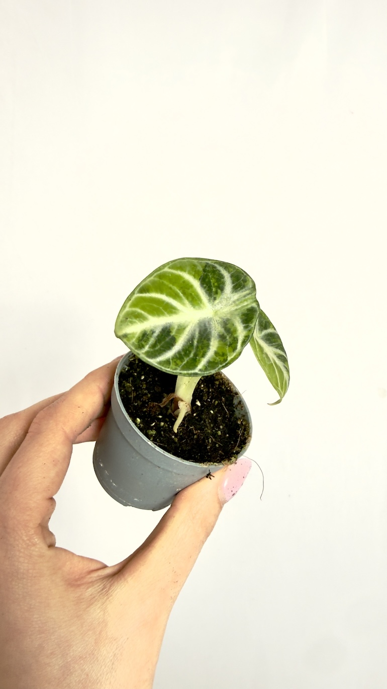Alocasia Ninja Variegata 6/12cm