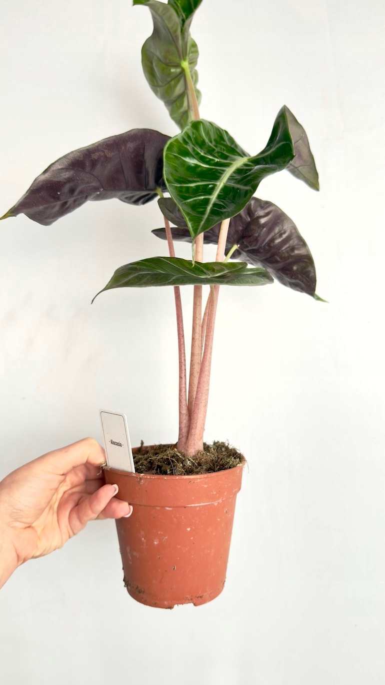 Alocasia Pink Dragon
