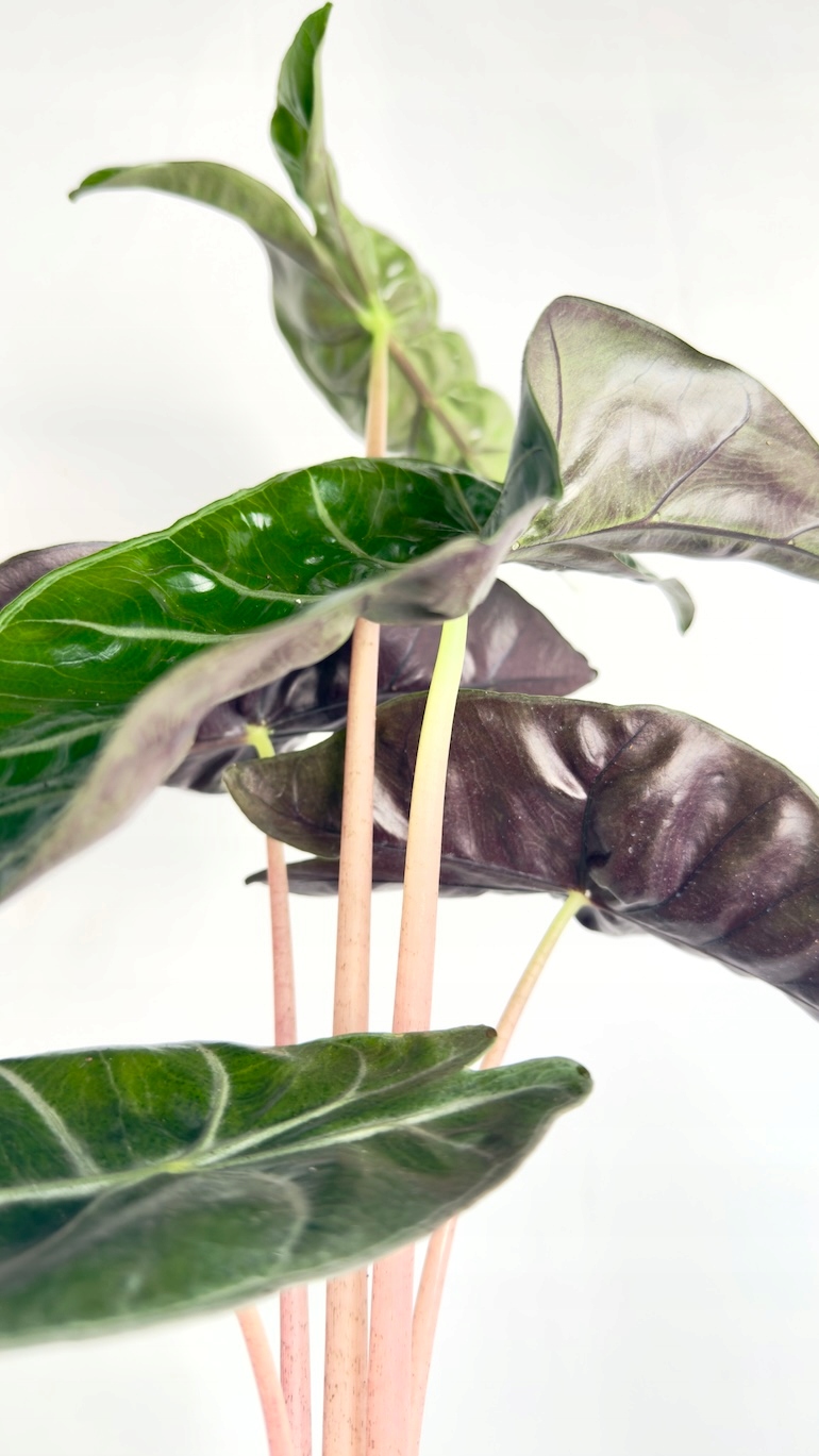 Alocasia Pink Dragon