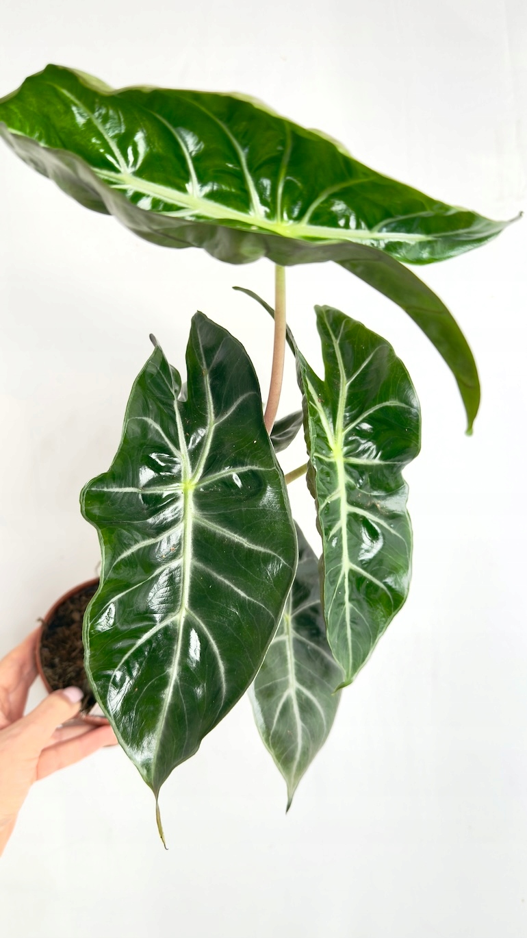 Alocasia Pink Dragon