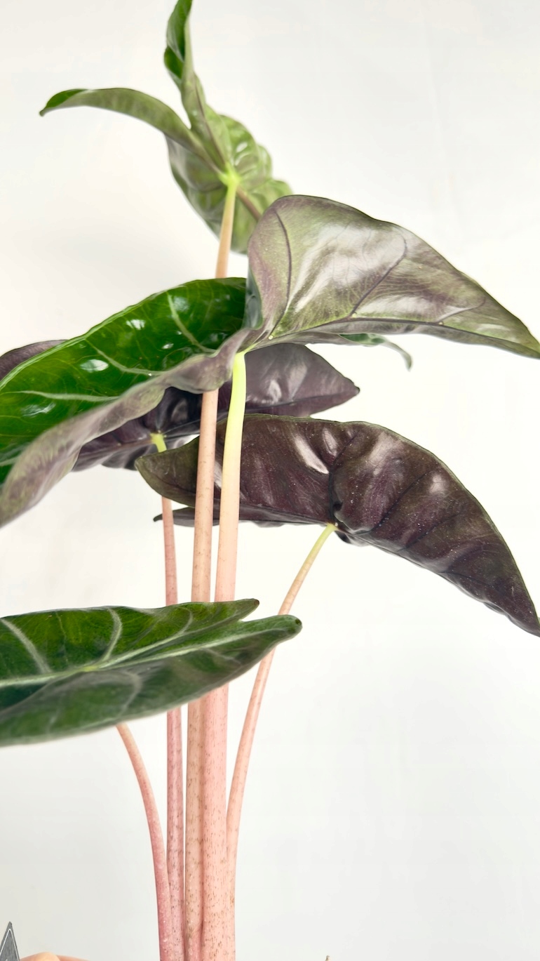 Alocasia Pink Dragon