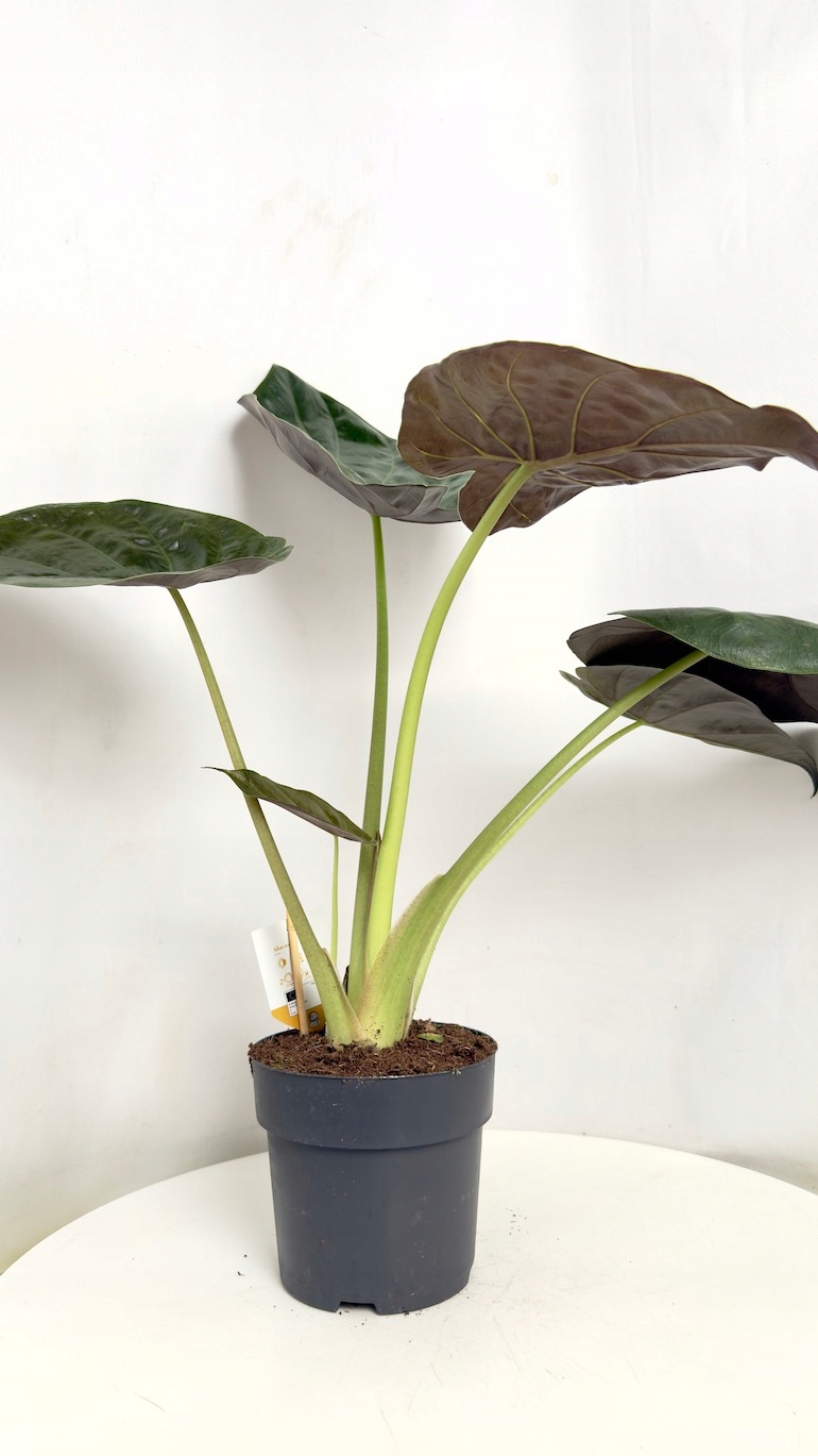 Alocasia Wenti