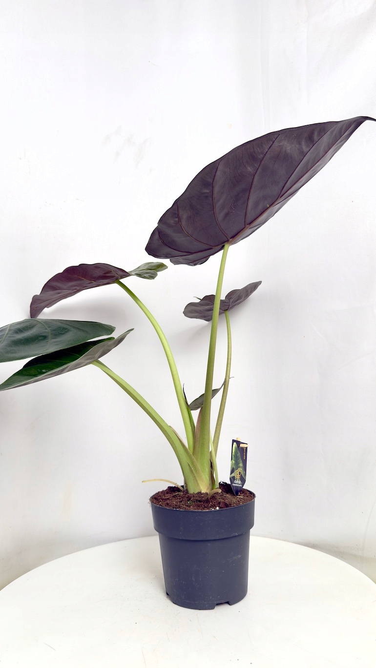 Alocasia Wenti