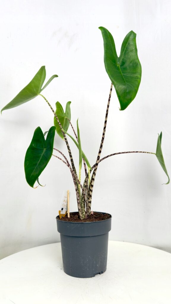 Alocasia Zebrina 14/60 cm w doniczce, egzotyczna roślina doniczkowa o dużych zielonych liściach i pasiastych łodygach.