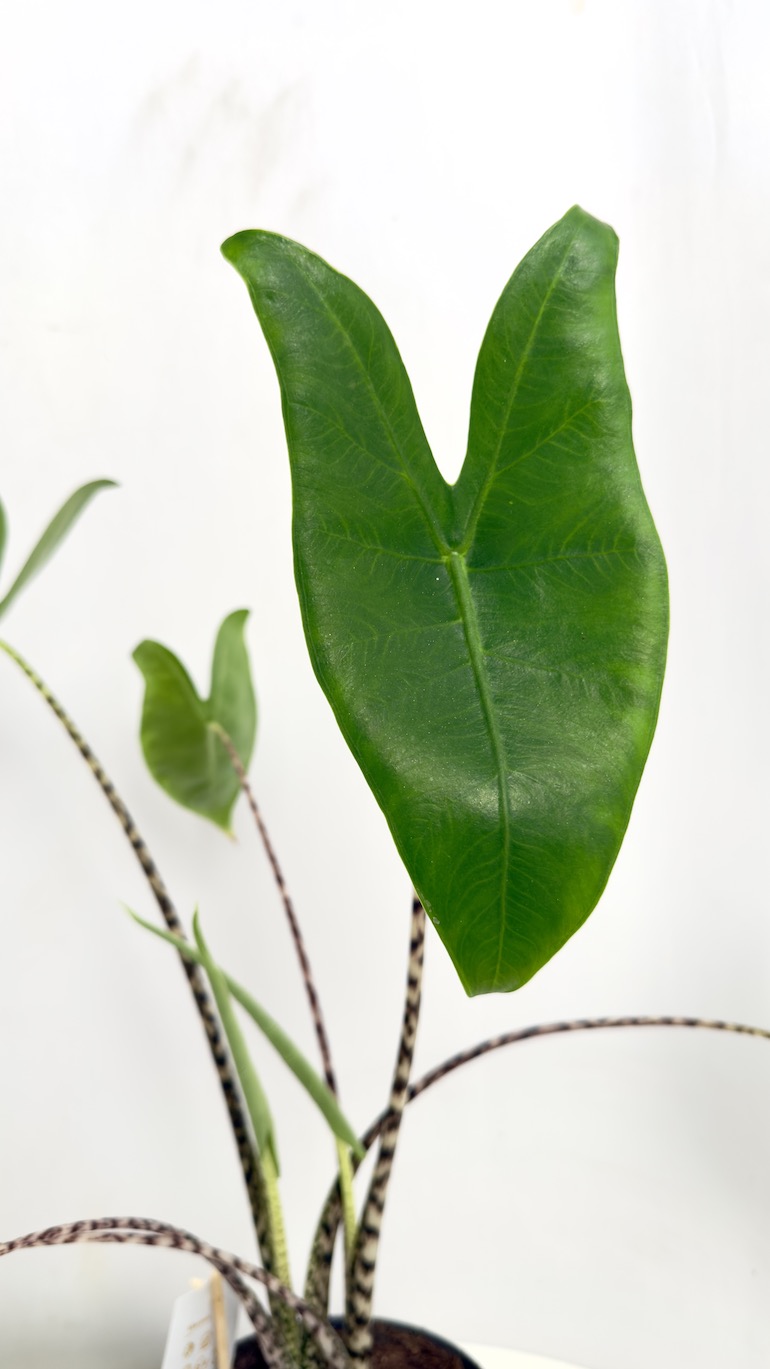 Alocasia Zebrina