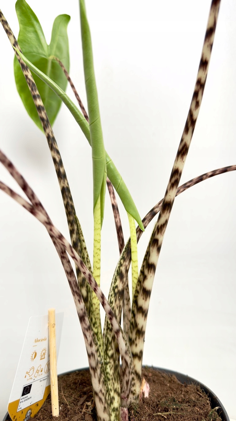 Alocasia Zebrina