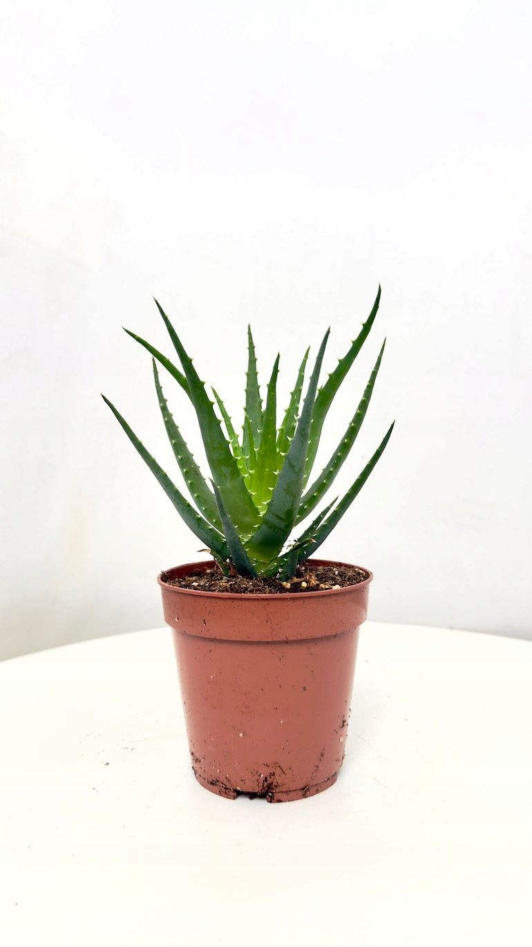 Aloe arborescens 12/25 cm