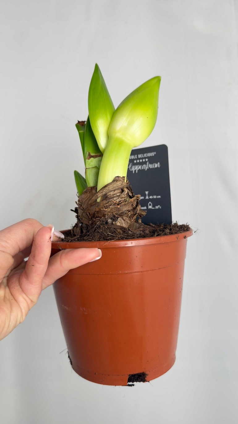 Amarylis Double Delicious