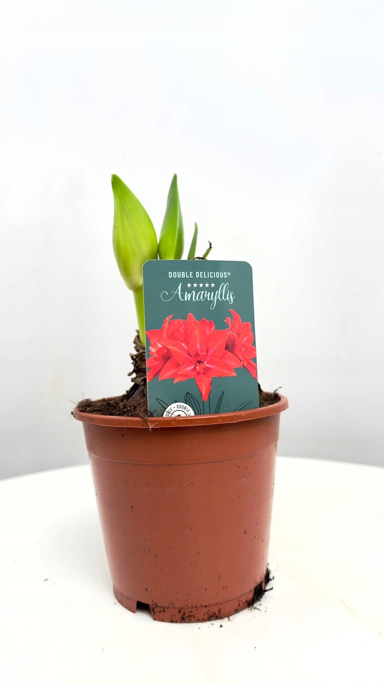 Amarylis Double Delicious