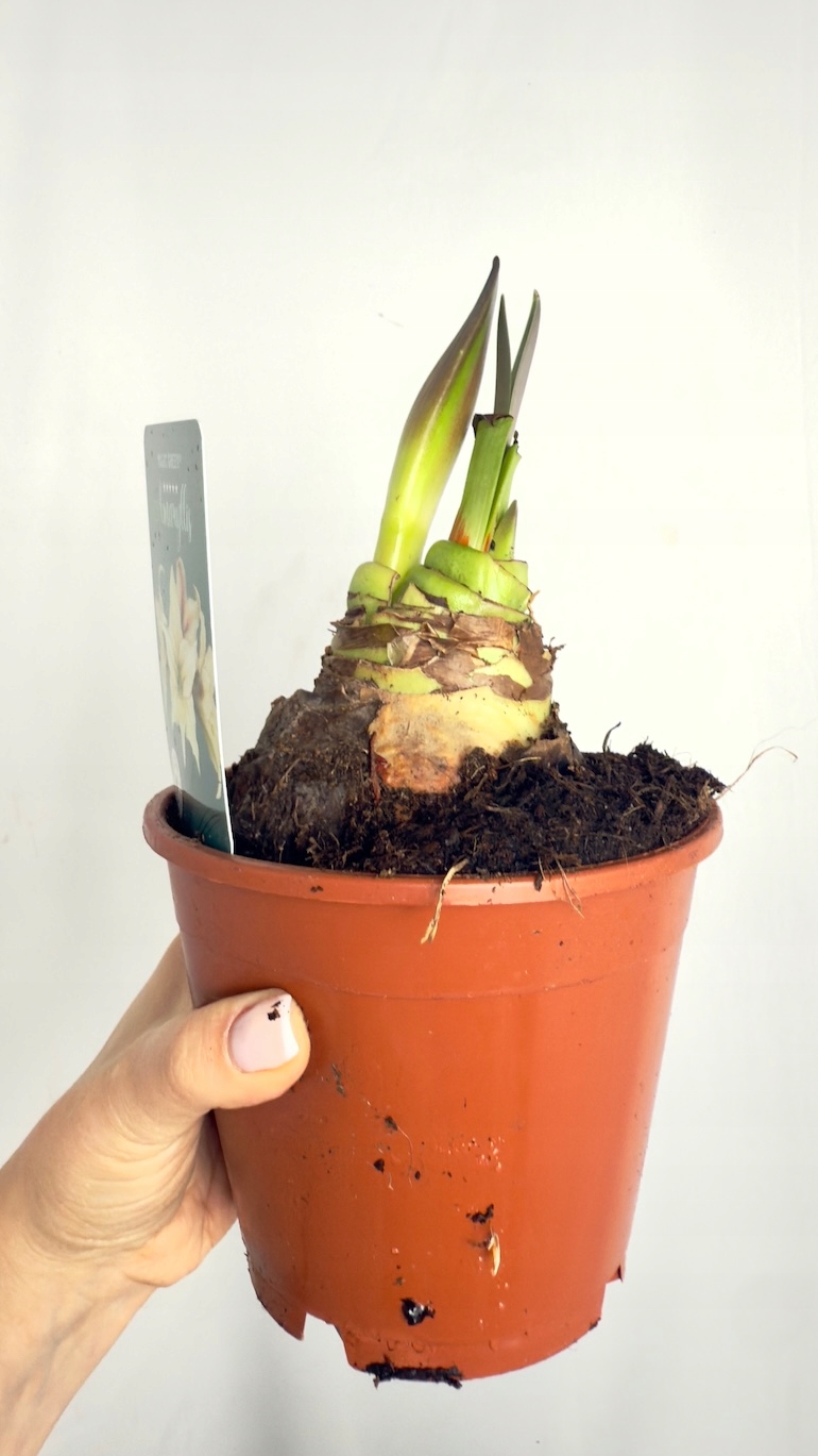 Amarylis Magic Green Supers