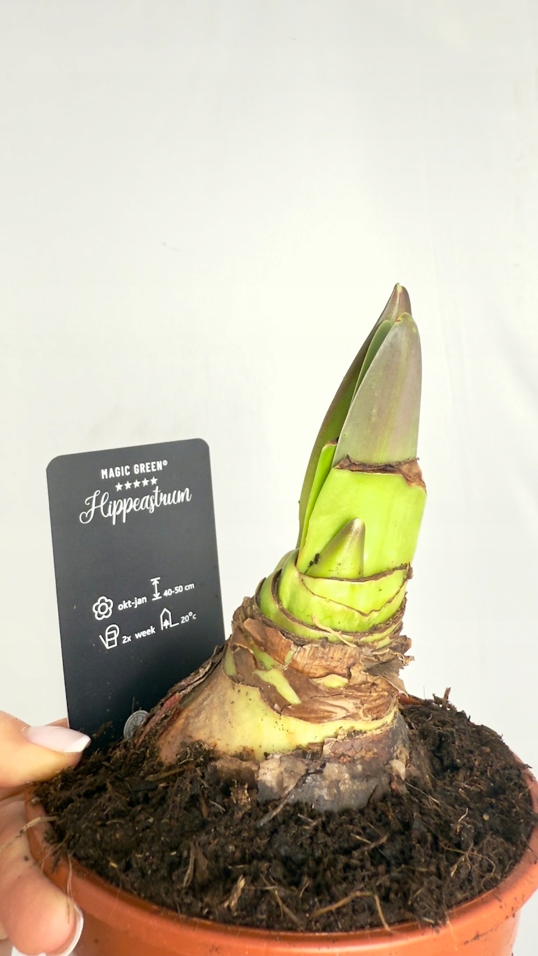 Amarylis Magic Green Supers