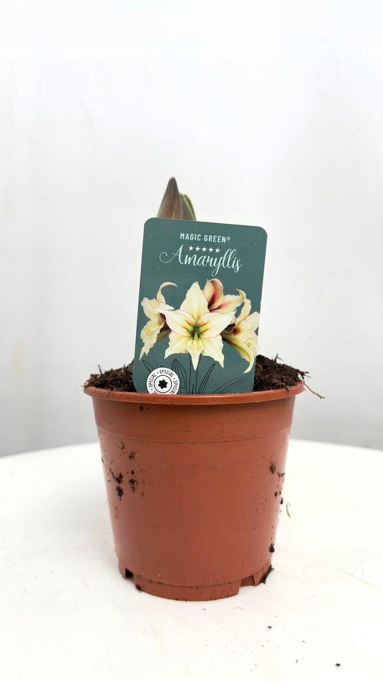 Amarylis Magic Green Supers