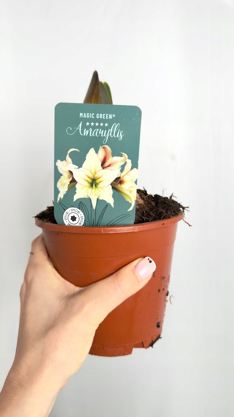Amarylis Magic Green Supers