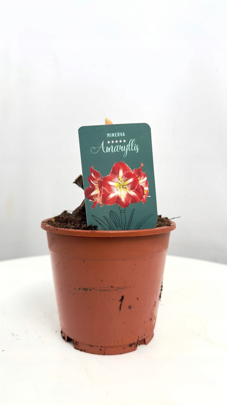 Amarylis Minerva