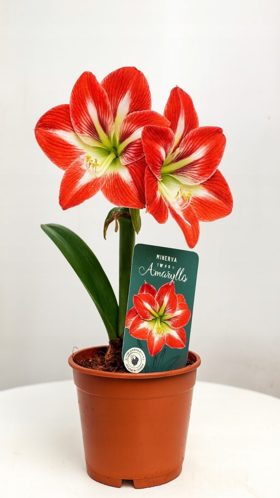 Amarylis Minerva – duże, czerwono-białe kwiaty na wysokim pędzie, dekoracyjna roślina cebulowa do wnętrz, ustawiona w doniczce na jasnym tle.