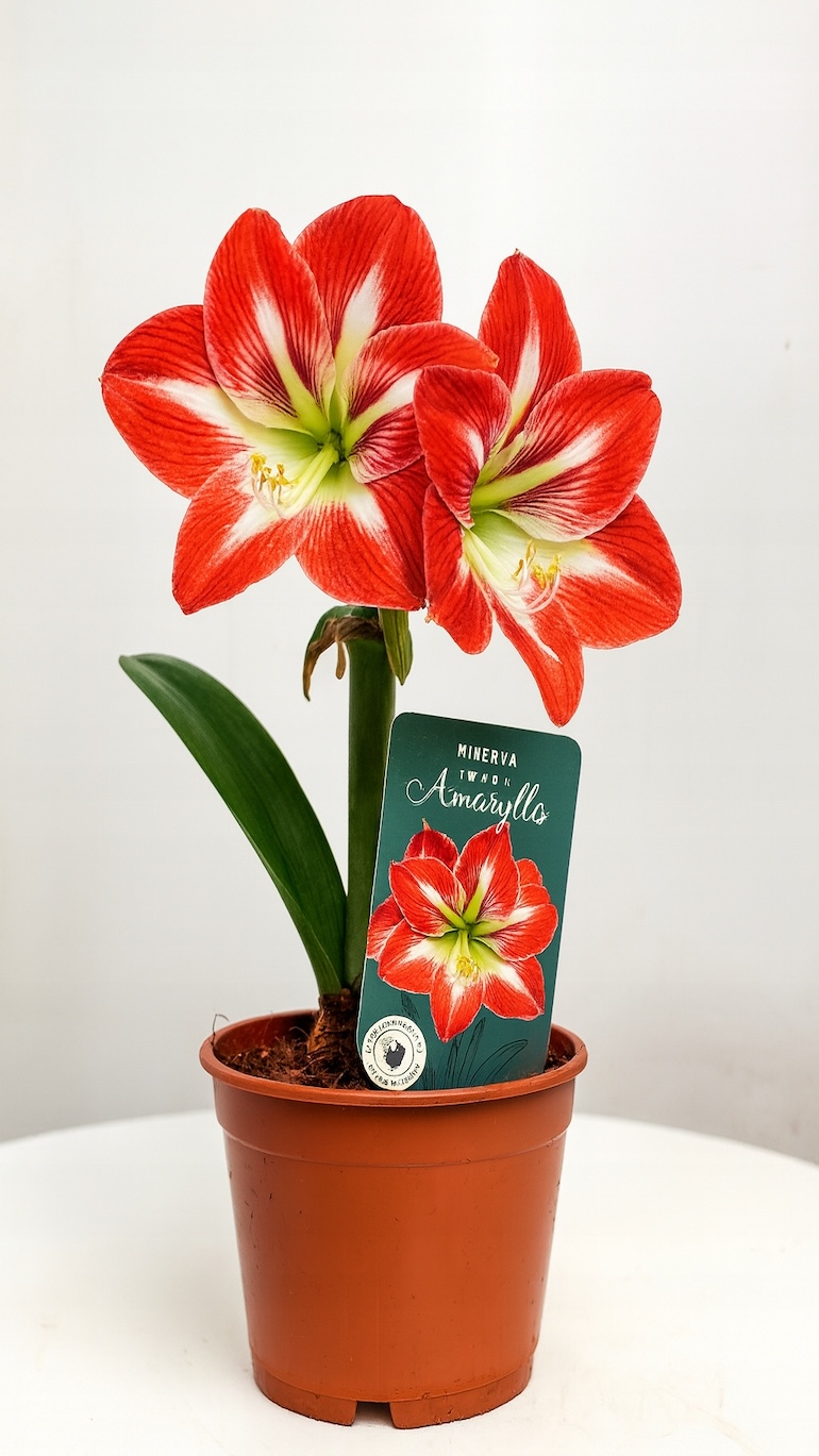 Amarylis Minerva