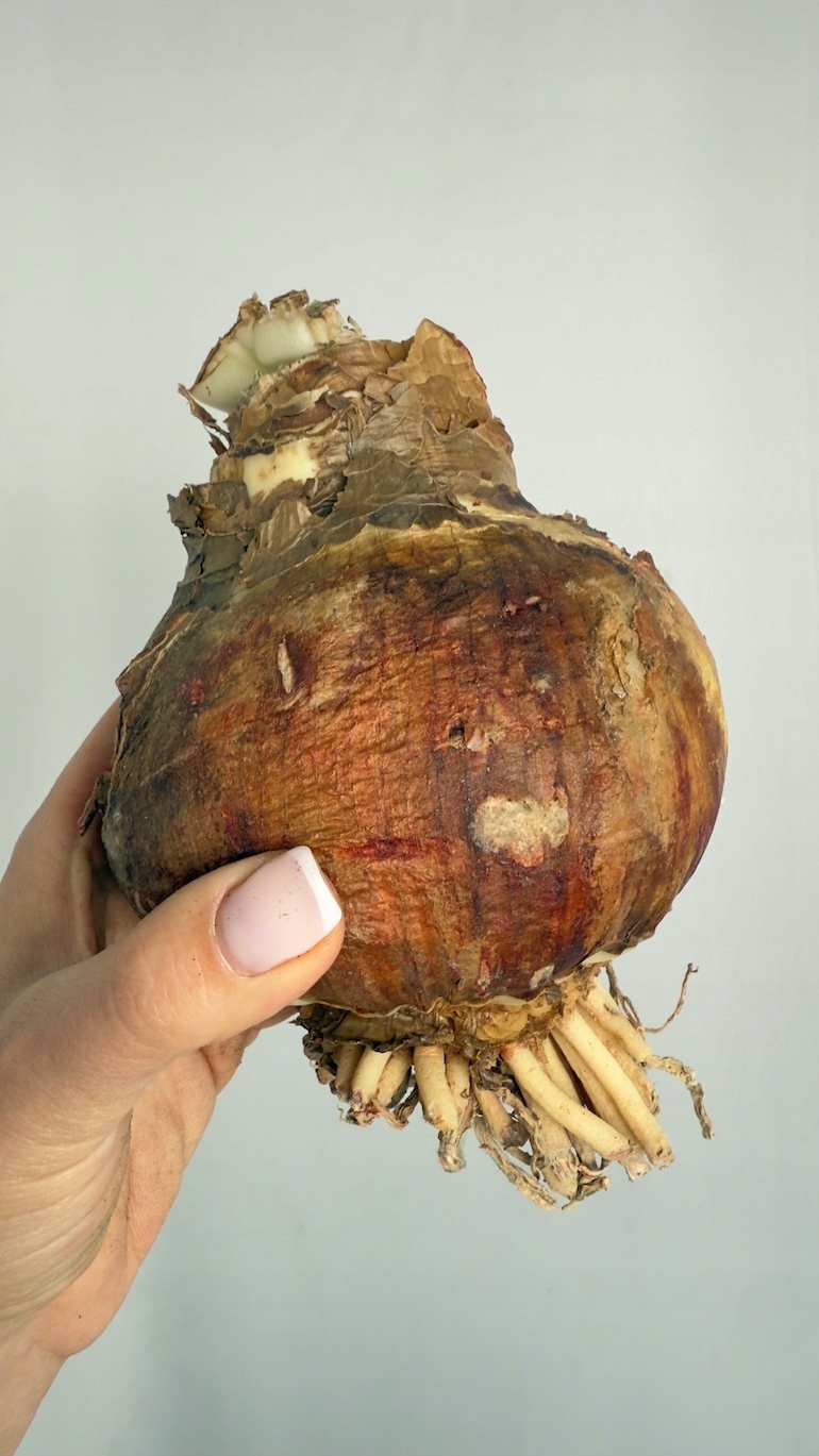 Amarylis Mont Black duża