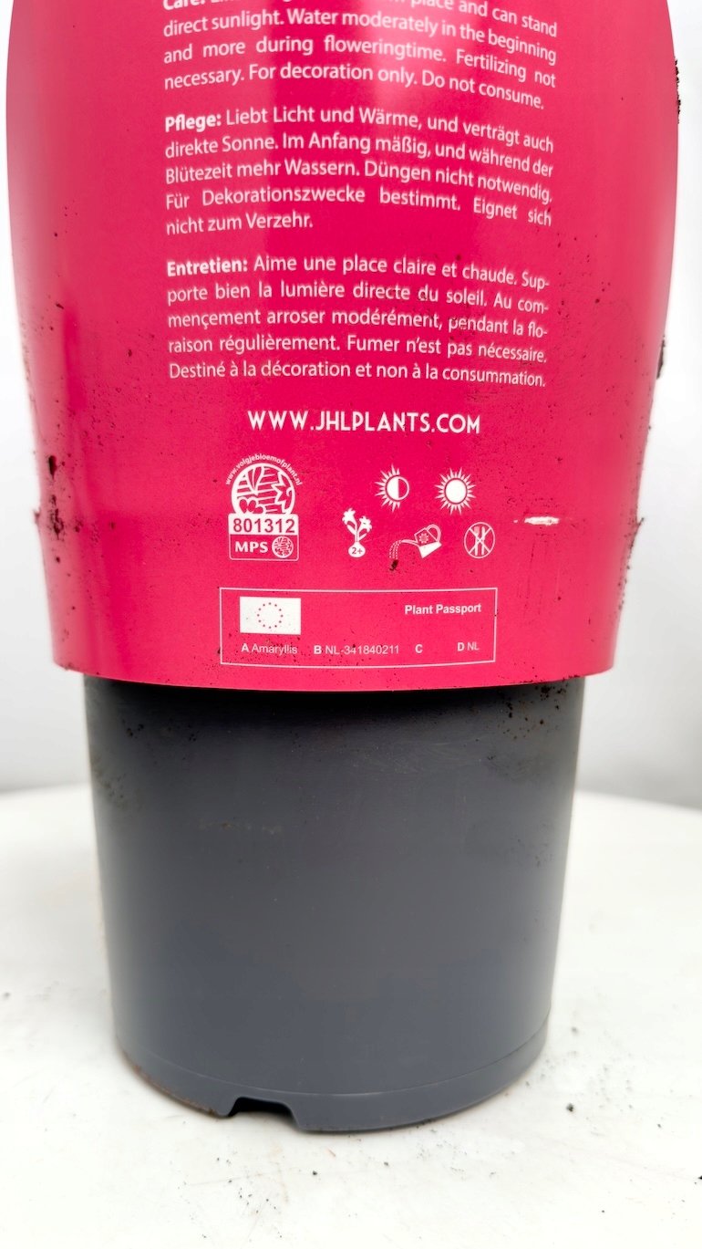 Amarylis Pink Star