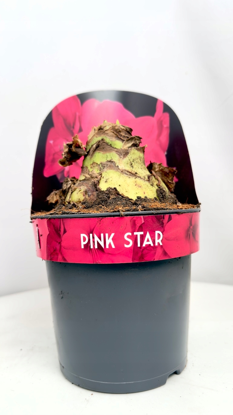 Amarylis Pink Star