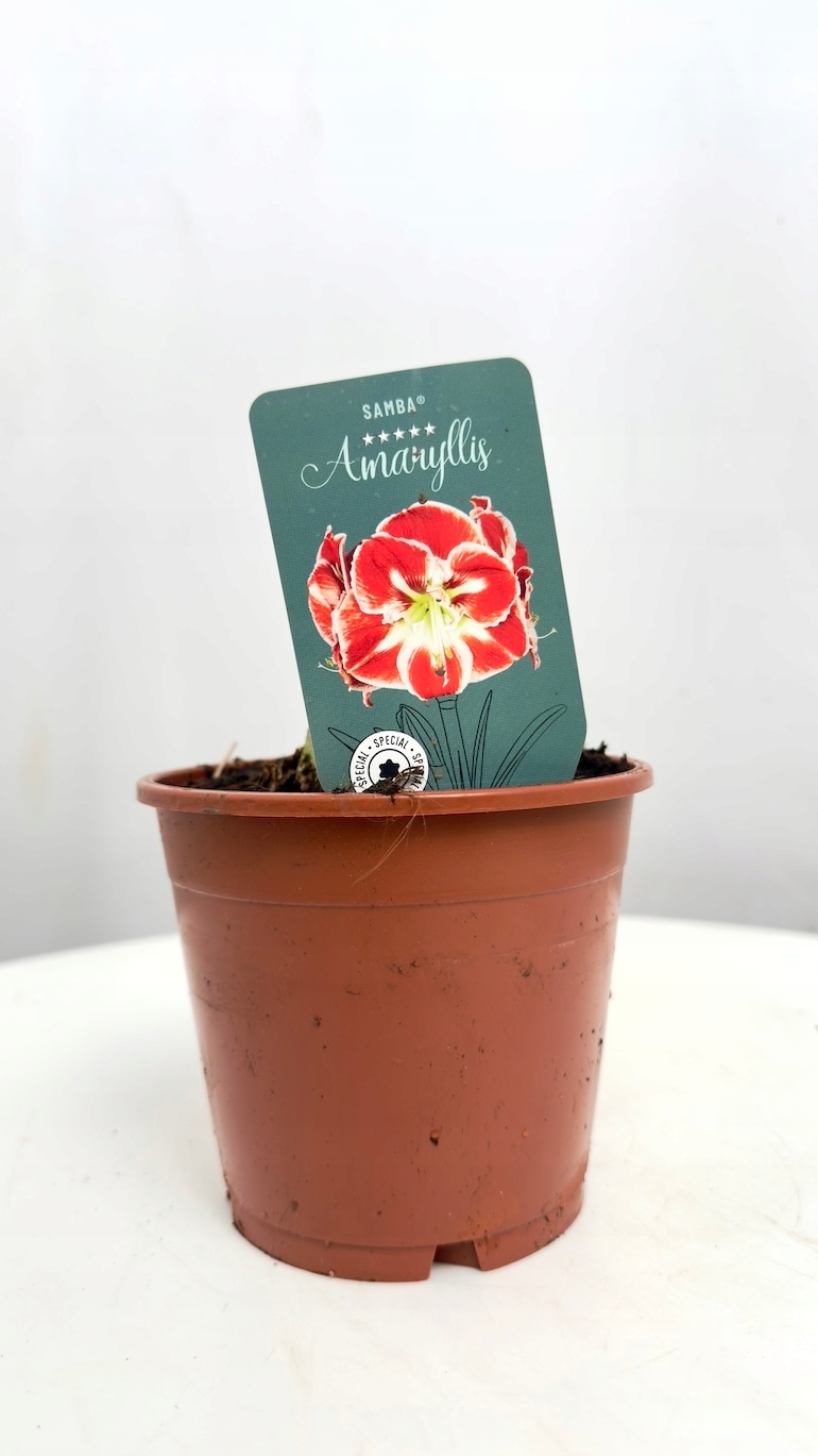 Amarylis Samba Supers