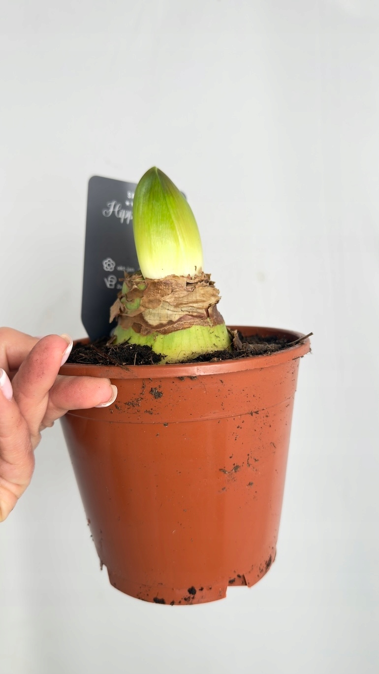 Amarylis Samba Supers