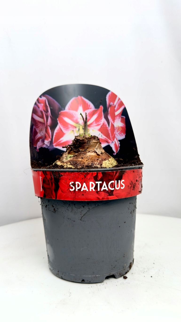 Amarylis Spartacus
