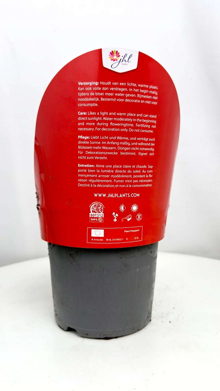 Amarylis Spartacus