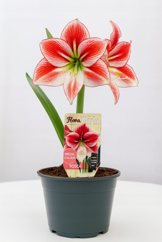 Amarylis Tosca – rozwinięty kwiat w ciepłym odcieniu morelowo-łososiowym, wyrastający z grubej cebuli, na jasnym tle.