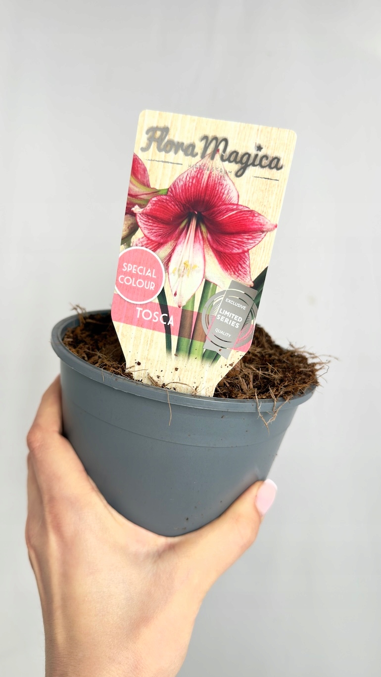 Amarylis Tosca