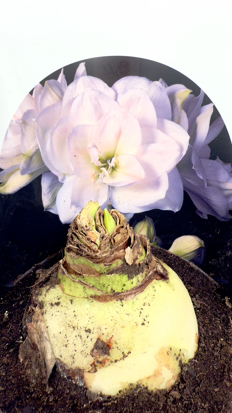 Amarylis White Amadeus