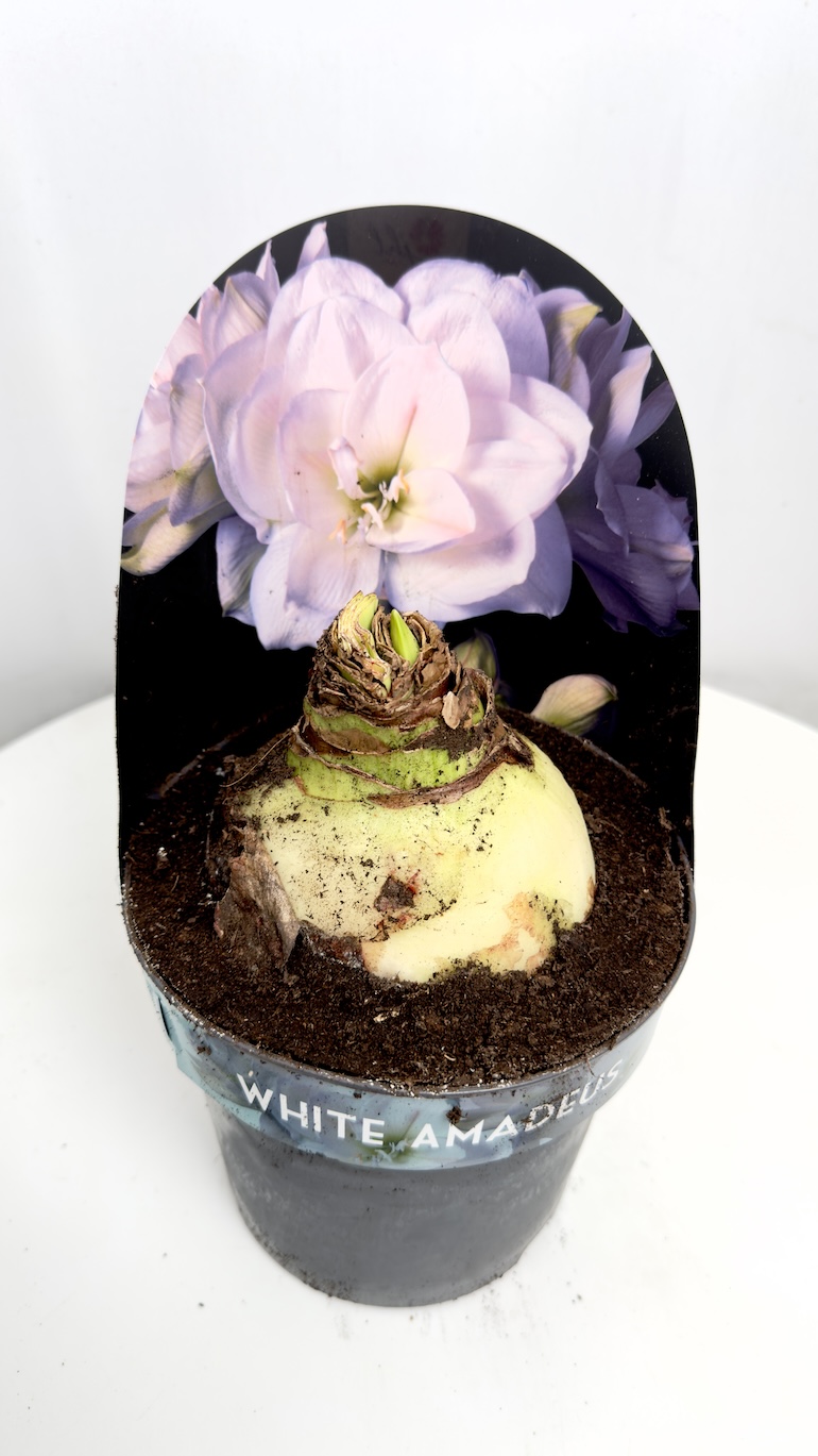 Amarylis White Amadeus