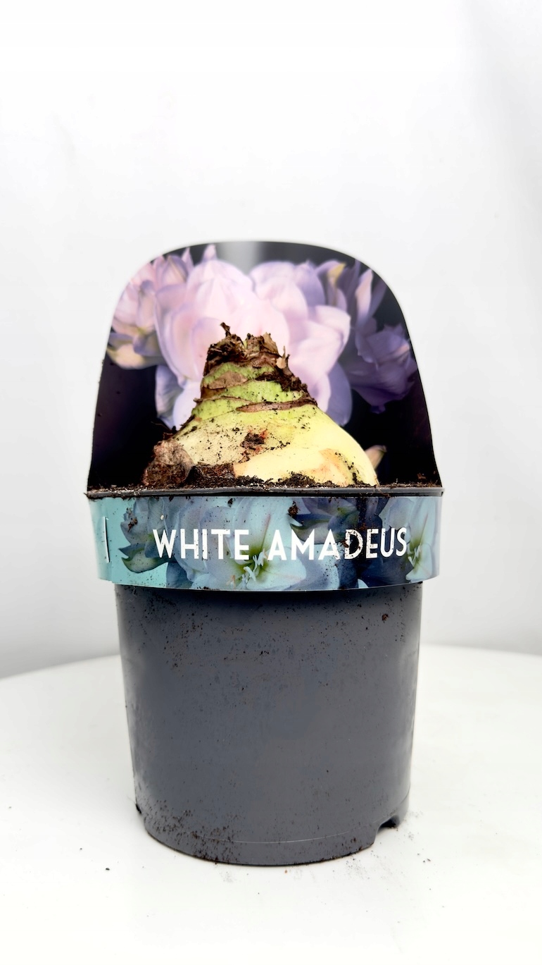 Amarylis White Amadeus