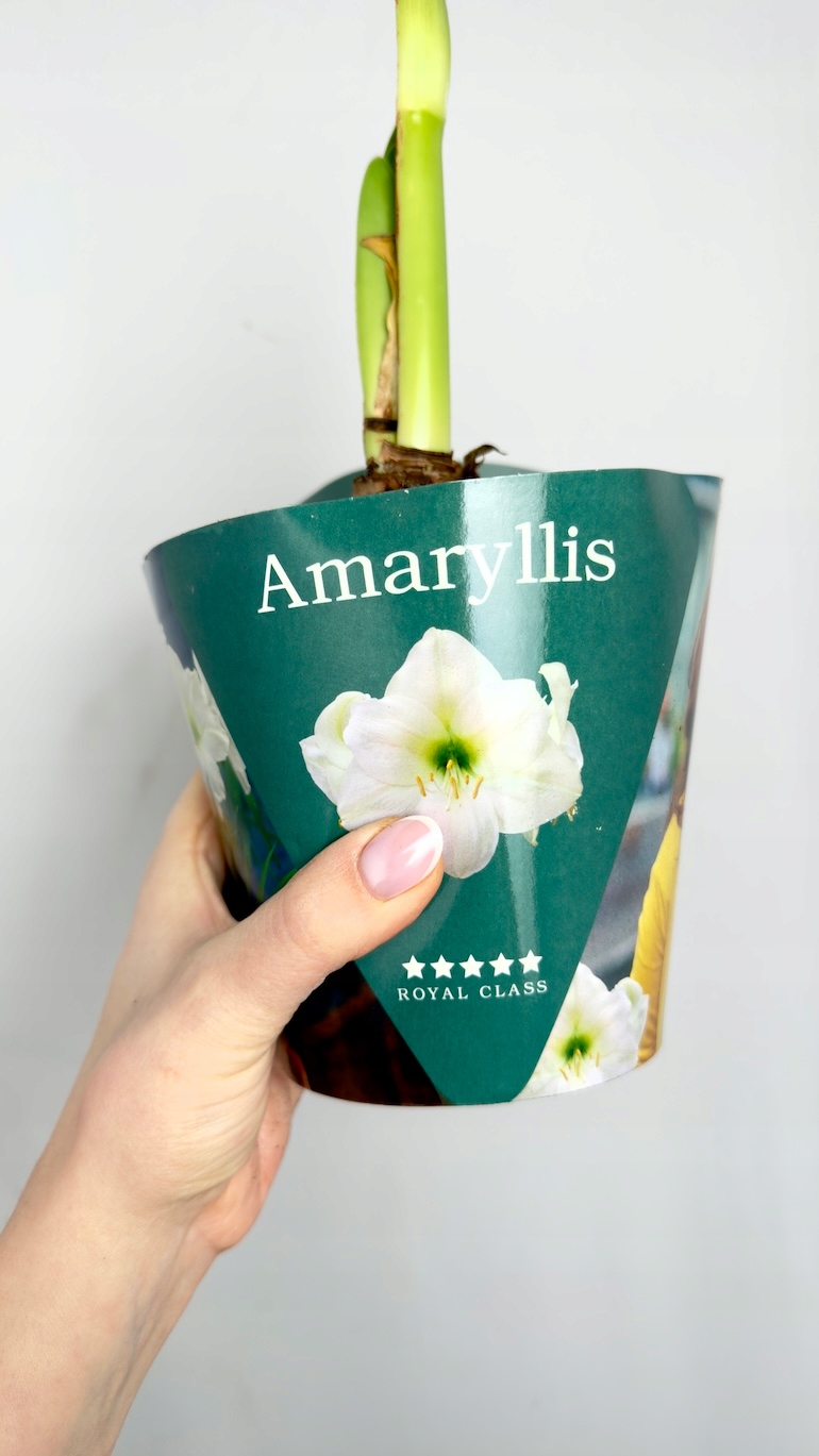 Amarylis biały Royal Class