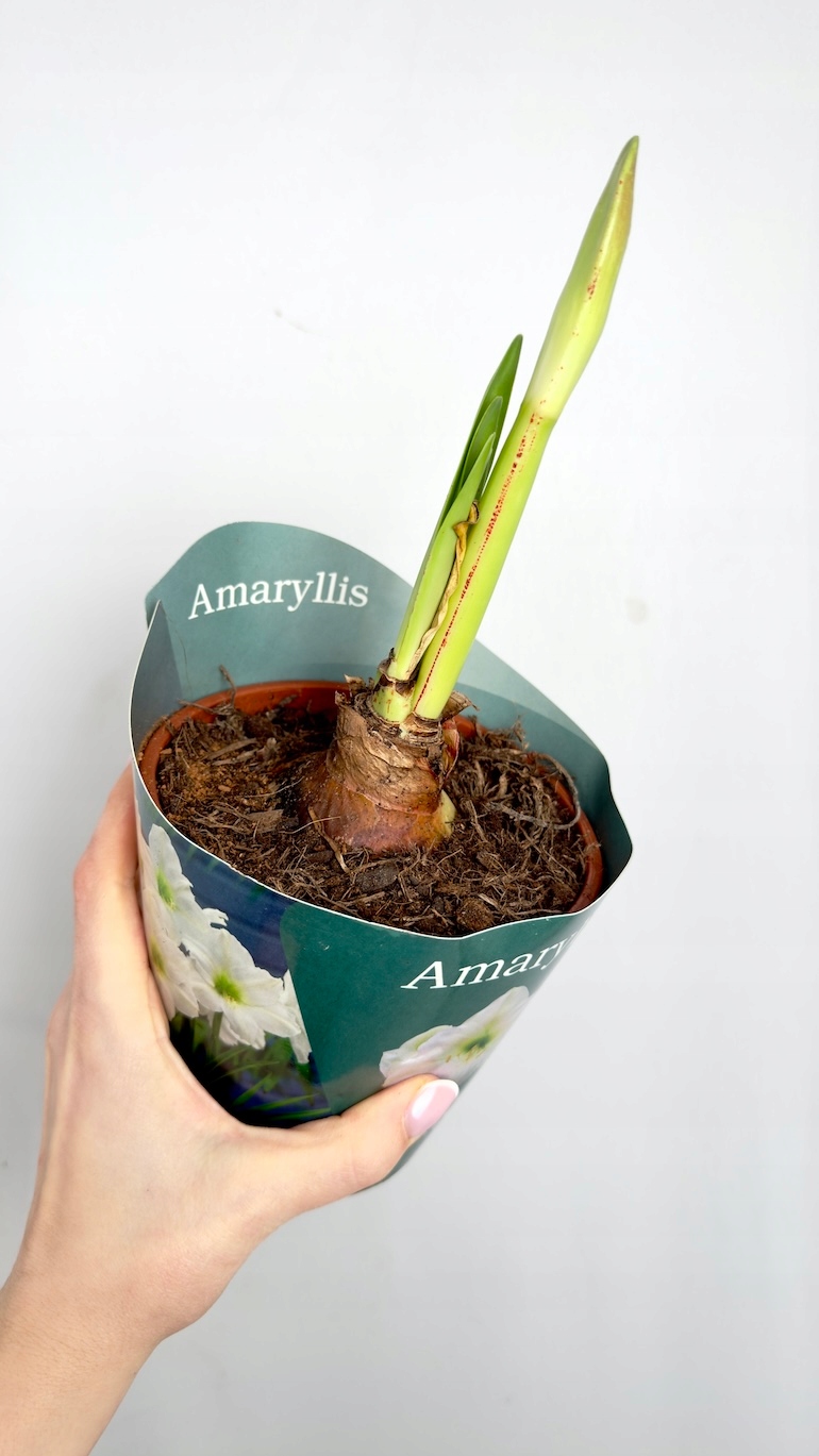 Amarylis biały Royal Class