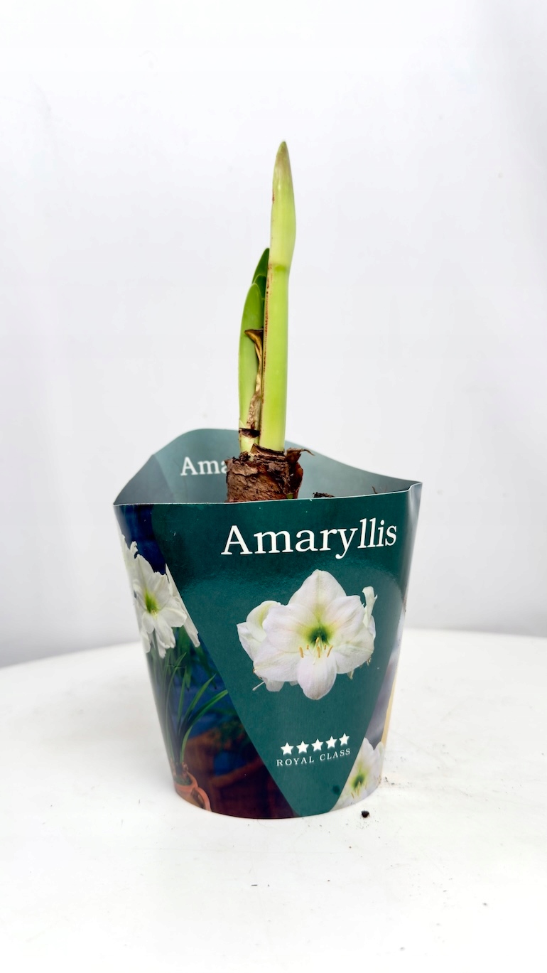 Amarylis biały Royal Class