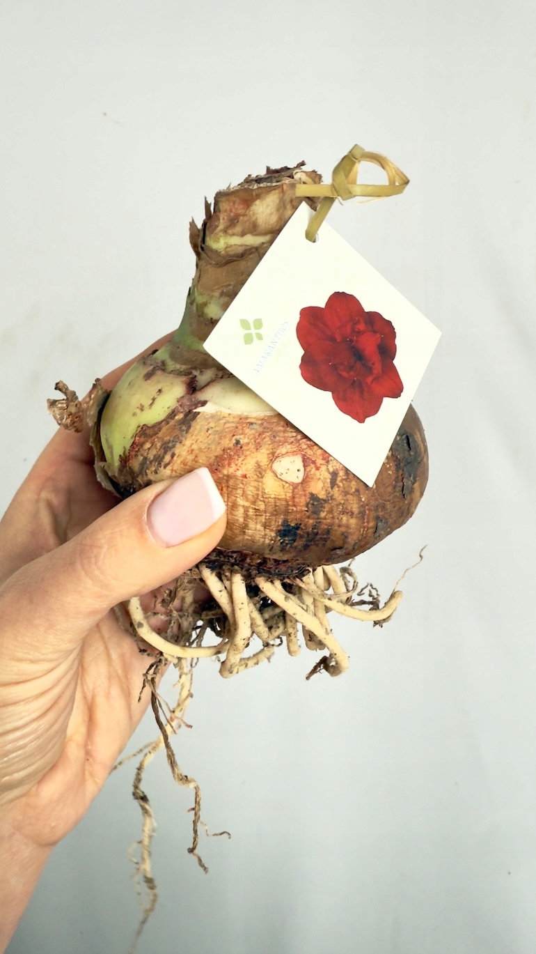 Amarylis bordowy (cebula)