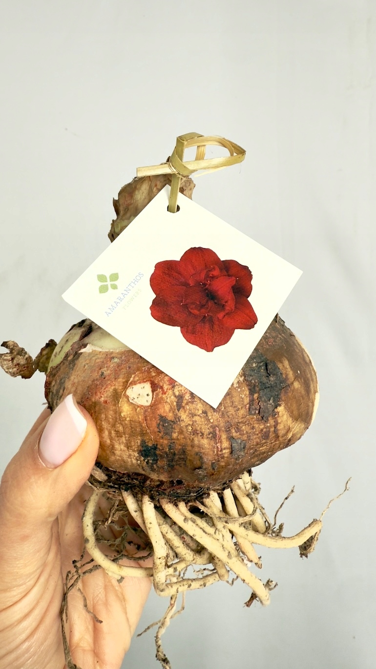 Amarylis bordowy (cebula XL)