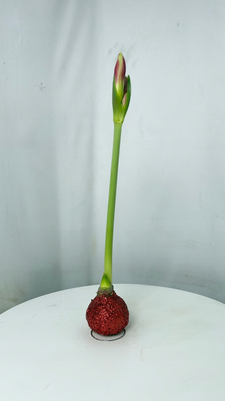 Amarylis czerwony brokatowy wosk