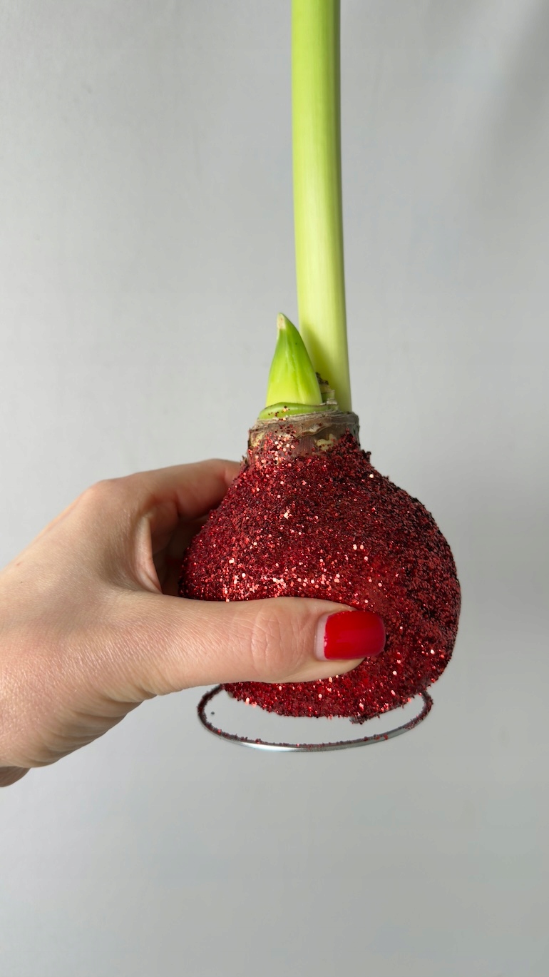 Amarylis czerwony brokatowy wosk