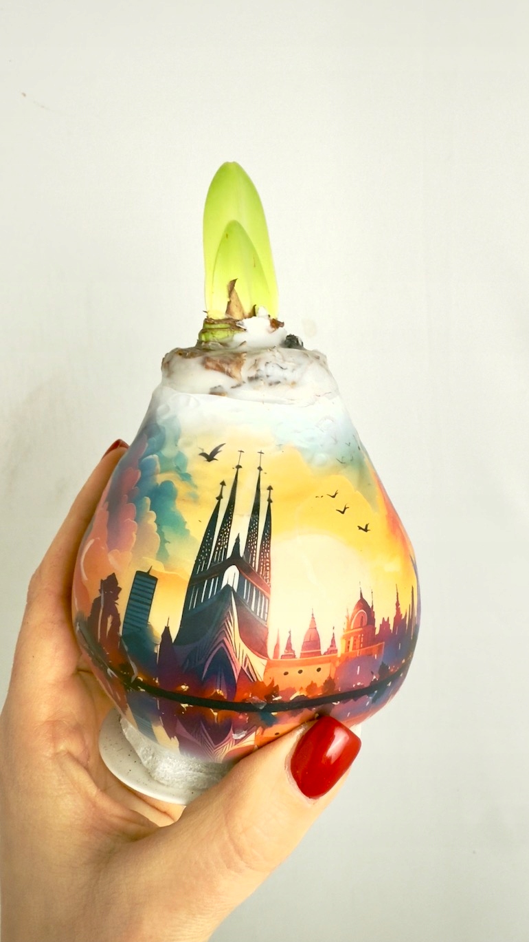 Amarylis w wosku Barcelona