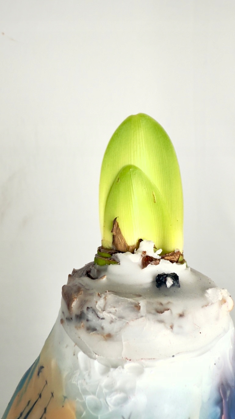 Amarylis w wosku Barcelona