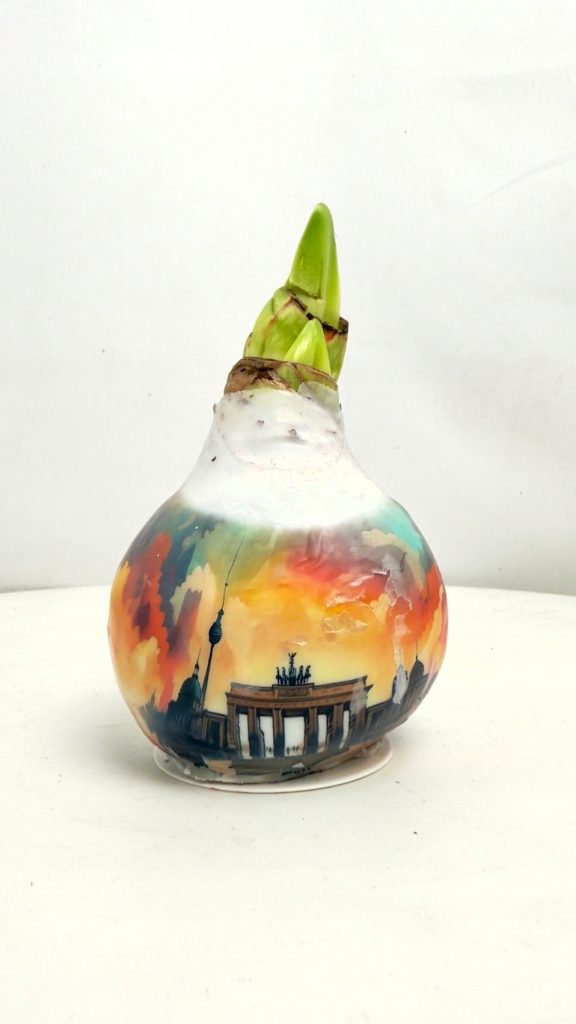 amarylis z grafika berlina