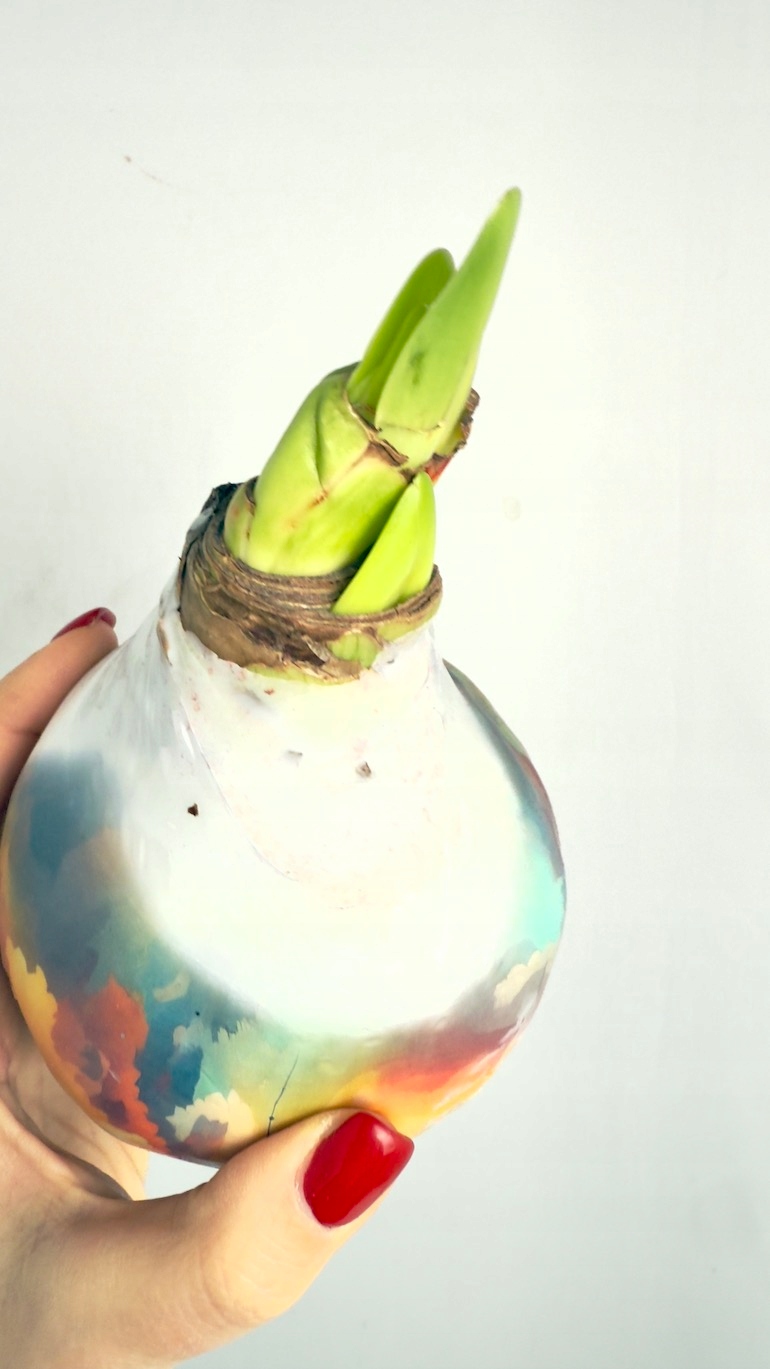 Amarylis w wosku Berlin