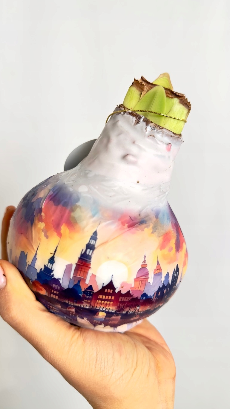 Amarylis w wosku z grafiką miasta